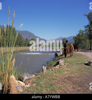 Allevatore e figlio che tende bestiame accanto al canale Swat nella valle di Swabi (ex provincia di frontiera nord-occidentale), provincia di Khyber Pakhtunkhwa, Pakistan Foto Stock