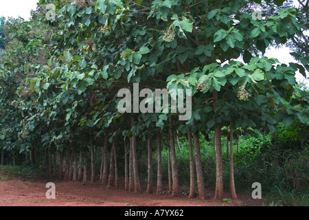 I giovani di legno duro di alberi di teak in piantagione Ghana Africa occidentale Foto Stock