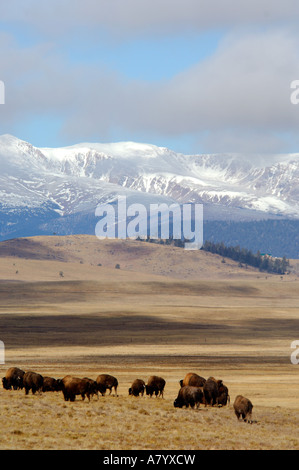 Colorado, Pike National Forest, US Hwy 24, Hartsel. Sawatch Mountain Range compresi i picchi di collegiale nella distanza. Foto Stock