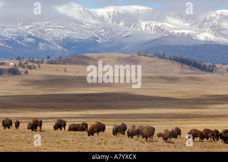 Colorado, Pike National Forest, US Hwy 24, Hartsel. Sawatch Mountain Range compresi i picchi di collegiale nella distanza. Foto Stock