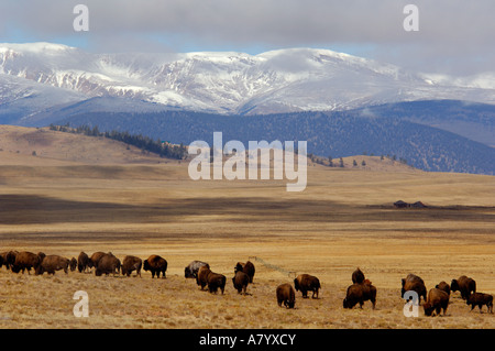 Colorado, Pike National Forest, US Hwy 24, Hartsel. Sawatch Mountain Range compresi i picchi di collegiale nella distanza. Foto Stock