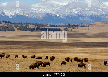 Colorado, Pike National Forest, US Hwy 24, Hartsel. Sawatch Mountain Range compresi i picchi di collegiale nella distanza. Foto Stock