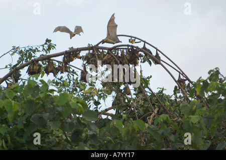 Paglia colorata pipistrelli della frutta o flying fox, tornando a casa a roost per appendere sospesa a testa in giù nella sommità di alti alberi nella foresta pluviale, Africa Occidentale, Ghana Foto Stock