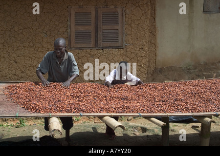 Fatto fermentare le fave di cacao viene girato mentre viene essiccato in Ghana Africa occidentale Foto Stock