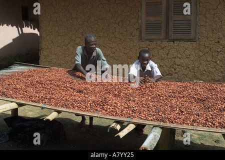 Fatto fermentare le fave di cacao viene girato mentre viene essiccato in Ghana Africa occidentale Foto Stock