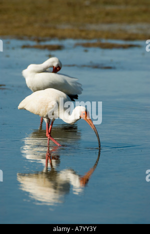 Ibis bianco (Eudocimus albus) alimentazione all Estero Laguna, Ft. Myers, Florida, Stati Uniti Foto Stock