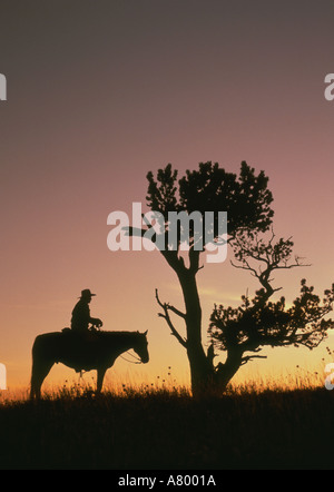 Cowboy a cavallo Montana MR Foto Stock