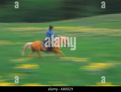 Cowboy su cavallo al galoppo MT MR Foto Stock