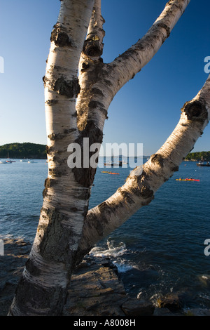 Sea kayakers in francese Bay come visto dalla riva percorso in Bar Harbor, Maine. Foto Stock