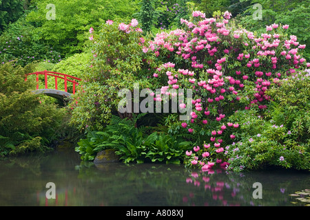 WA, Seattle, Kubota giardino, Ponte della Luna e la fioritura dei rododendri Foto Stock