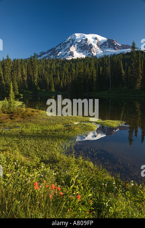 WA, Mt. Rainier NP, Mt. Rainier riflessa nel lago di riflessione, il pennello in primo piano Foto Stock