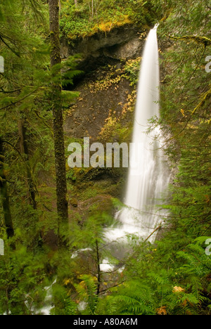 Nord America, USA, WA, il Parco Nazionale di Olympic. 90' Marymere Falls 1 km a piedi dalla tempesta re stazione di Ranger Foto Stock