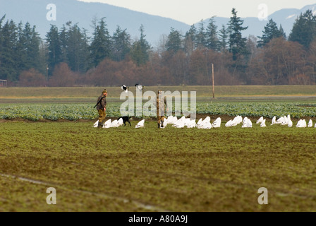 Nord America, USA, WA, Fir isola. Cacciatori attendono le oche delle nevi la mattina presto in mezzo decoy in campi agricoli Foto Stock