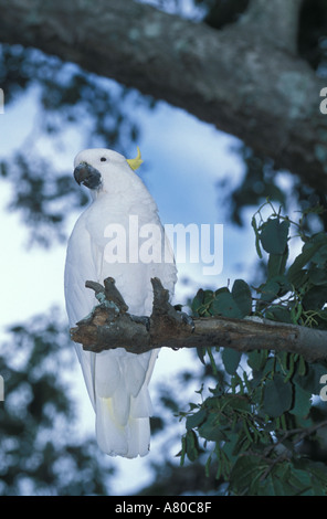 Cockatoo bianco appollaiata sul ramo di albero Foto Stock