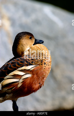 Mallard Duck femmina Foto Stock