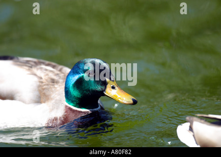 Mallard Duck maschio o Drake Foto Stock