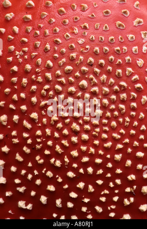 Francia, fly agaric (fungo amanita muscaria) Foto Stock