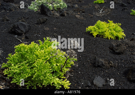 Spagna La Palma Volcan de Teneguia Foto Stock