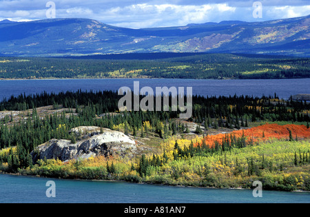 Canada, Yukon, Bove isola sul lago Tagish vicino Carcross Foto Stock