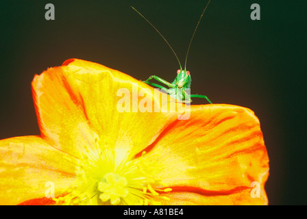 Carino grasshopper sul papavero in posa rilassante Foto Stock