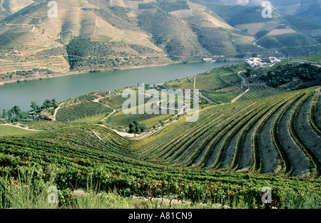 Il Portogallo, le regioni viticole, Valle del Douro, Porto vigneto Foto Stock