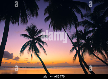 Pigeon Point, Tobago, dei Caraibi Foto Stock