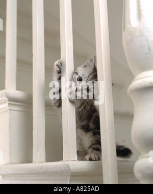 Grigio siver tabby kitten su scale Foto Stock