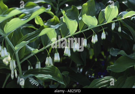 Guarnizione di Salomone Polygonatum x hybridum la Casa Bianca Notts Foto Stock
