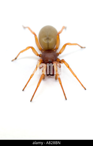 Il ragno WOODLOUSE Dysdera crocata REGNO UNITO Foto Stock