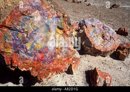 Sezione trasversale particolare di un registro pietrificato nella Foresta di cristallo Parco Nazionale della Foresta Pietrificata in Arizona Foto Stock