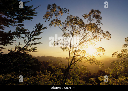 California, East Bay Parchi Regionali Tilden Park, mucca pastinaca su Vollmer Peak Foto Stock