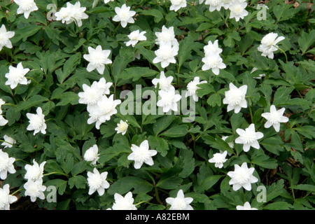 Anemone nemerosa plena a fine aprile Foto Stock