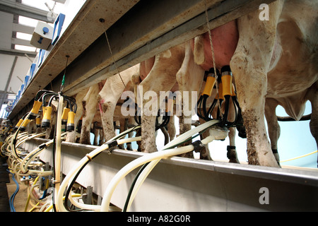 Vacche da latte è munto automaticamente in una sala di mungitura nel Gloucestershire, Regno Unito Foto Stock