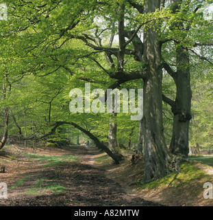Beeches Spring Ashridge Hertfordshire Foto Stock