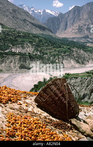 Il Pakistan Hunza Valley Karimabad albicocche di essiccazione al sole Foto Stock