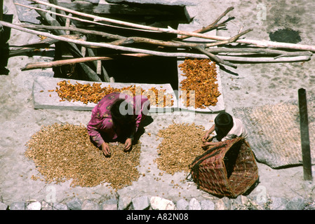 Il Pakistan Hunza Valley Karimabad bambini ordinamento dadi di albicocche di essiccazione al sole sul tetto della casa Foto Stock