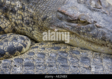 Coccodrillo di palustris Crocodylus Abstract Foto Stock