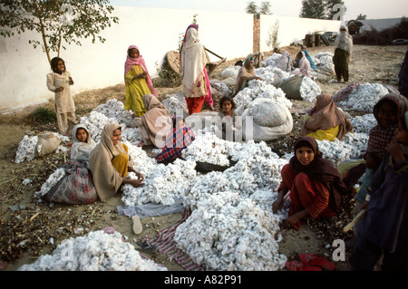 Il Pakistan a sud Punjab Bahawalpur donne e bambini ordinamento nuovo raccolto del cotone Foto Stock