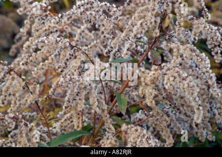 Canada oro (Solidago canadensis) Foto Stock