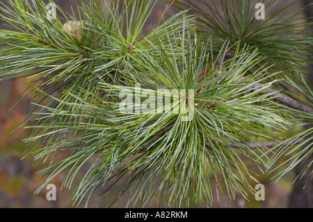 Il coreano pine (Pinus koraiensis) Foto Stock