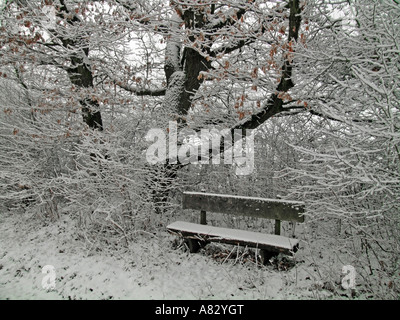 Banco sotto le querce nella neve Foto Stock