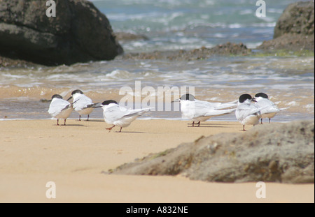 Con facciata bianca Sterne al punto Waipapa, Catlins Coast, Nuova Zelanda Foto Stock