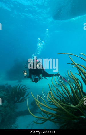 Fotografo subacqueo si libra sul soft coral, Florida Keys National Marine Sanctuary, Florida Foto Stock