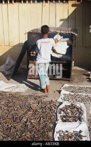 Ragazzo la cottura cetrioli di mare Foto Stock