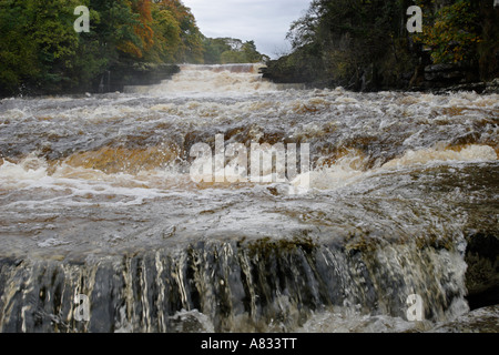 Aysgarth cascate inferiori nel diluvio Foto Stock