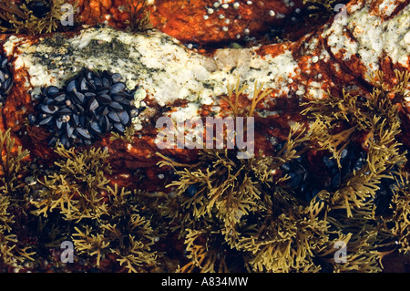 Alcuni degli abitanti di un pool di marea tra le rocce a pemaquid point in bristol, Maine. telecamera: nikon d2x. Foto Stock