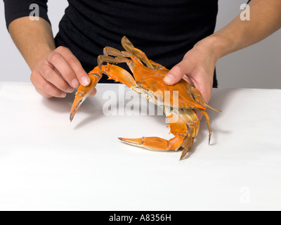 Uno di una serie di foto per dimostrare il corretto modo di mangiare il tonno rosso al vapore granchi Foto Stock