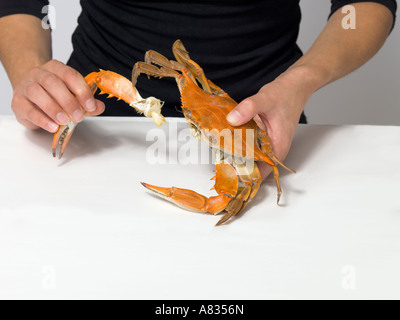 Uno di una serie di foto per dimostrare il corretto modo di mangiare il tonno rosso al vapore granchi Foto Stock