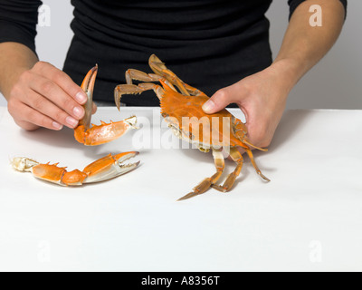 Uno di una serie di foto per dimostrare il corretto modo di mangiare il tonno rosso al vapore granchi Foto Stock