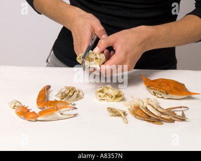 Uno di una serie di foto per dimostrare il corretto modo di mangiare il tonno rosso al vapore granchi Foto Stock